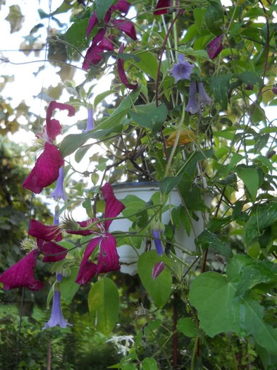 Clematis viticella Rubra1 - Clematite