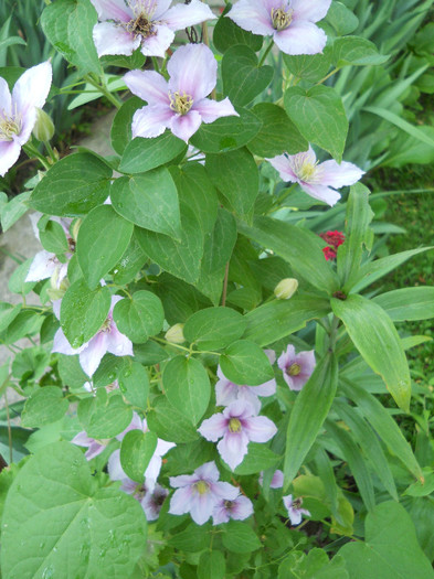 DSCN4677 - Clematite