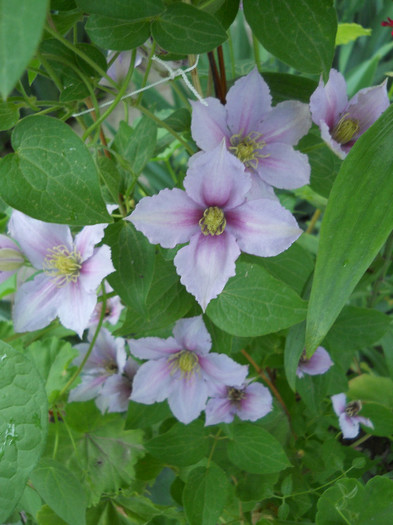 DSCN4678 - Clematite