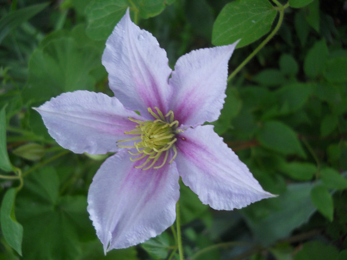 DSCN4697 - Clematite