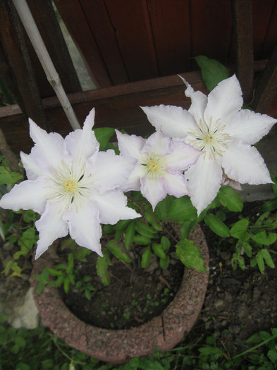 Clematis Madame le Coultre 1 - Clematite