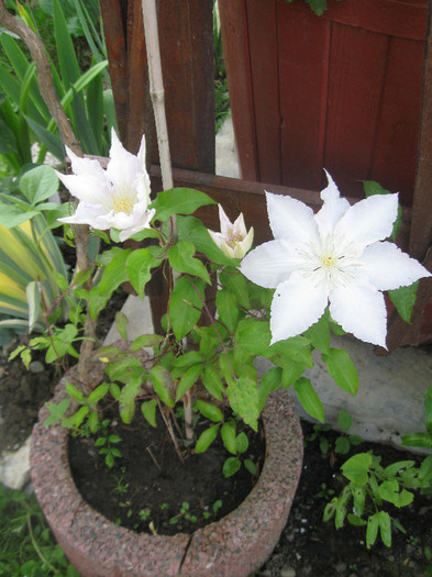 Clematis Madame le Coultre 2 - Clematite