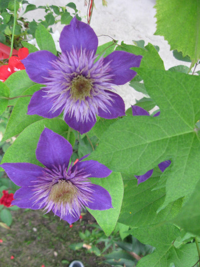 Clematis Multiblue1 - Clematite