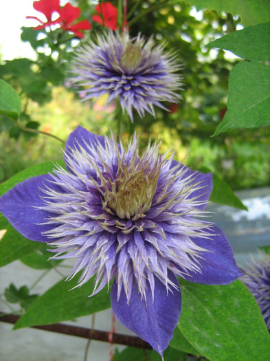 Clematis Multiblue2