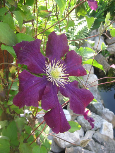 Clematis Rouge Cardinal2 - Clematite