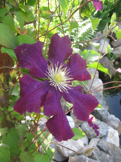 Clematis Rouge Cardinal2