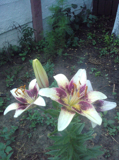 Fotografii-0146 - CRINI