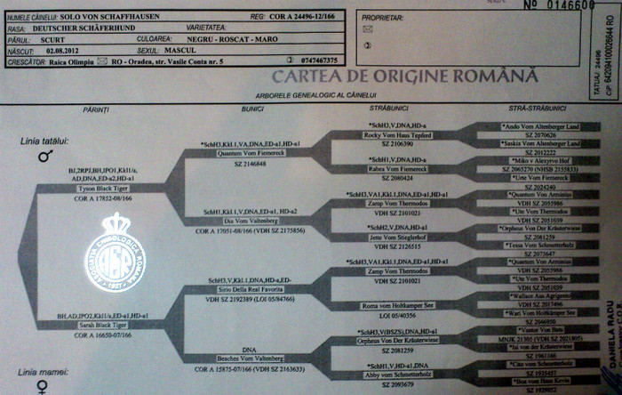 Pedigree SOLO VON SCHAFFHAUSEN - Ciobanesc German