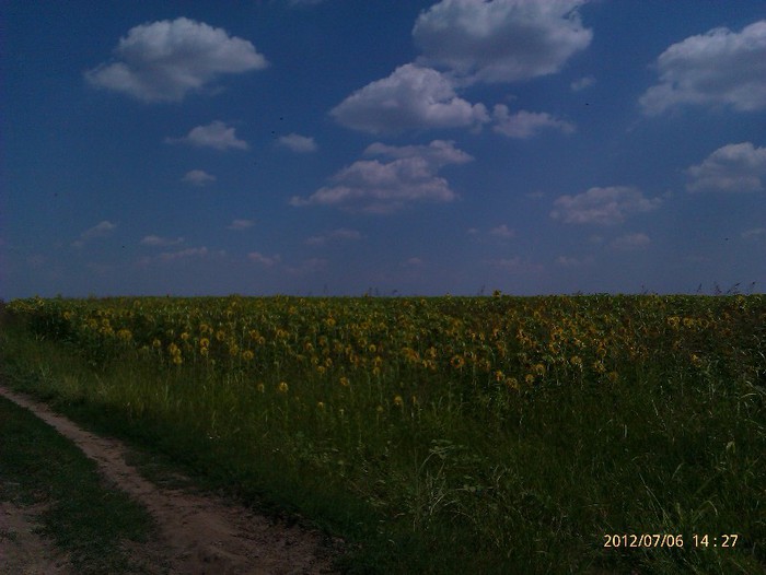 IMAG2050 - Floarea soarelui la Solacolu 2012
