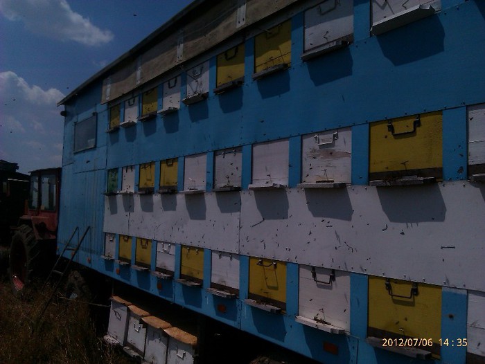 IMAG2070 - Floarea soarelui la Solacolu 2012