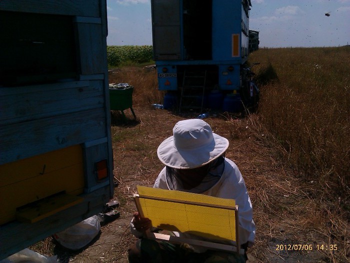 IMAG2072 - Floarea soarelui la Solacolu 2012