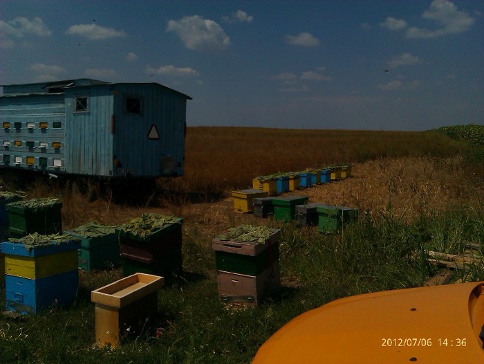 IMAG2073 - Floarea soarelui la Solacolu 2012