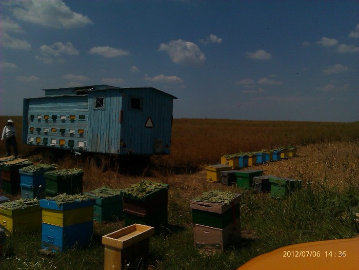 IMAG2074 - Floarea soarelui la Solacolu 2012