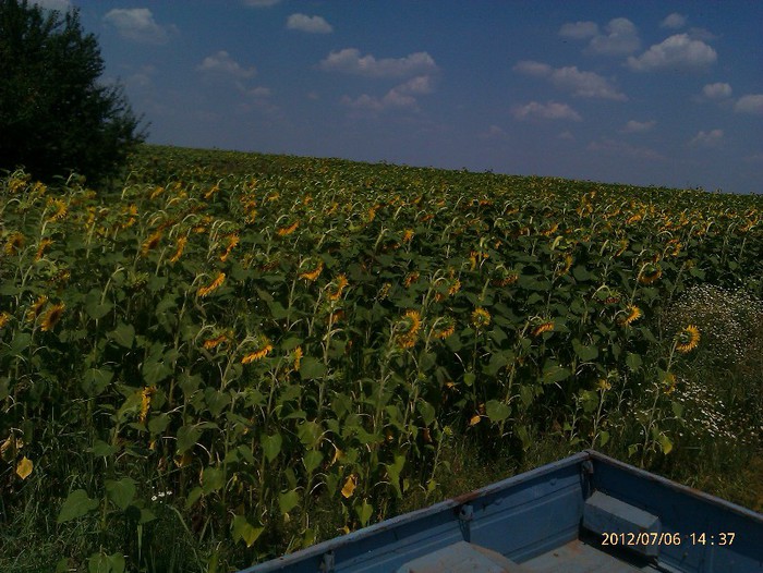 IMAG2075 - Floarea soarelui la Solacolu 2012