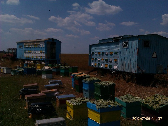 IMAG2077 - Floarea soarelui la Solacolu 2012