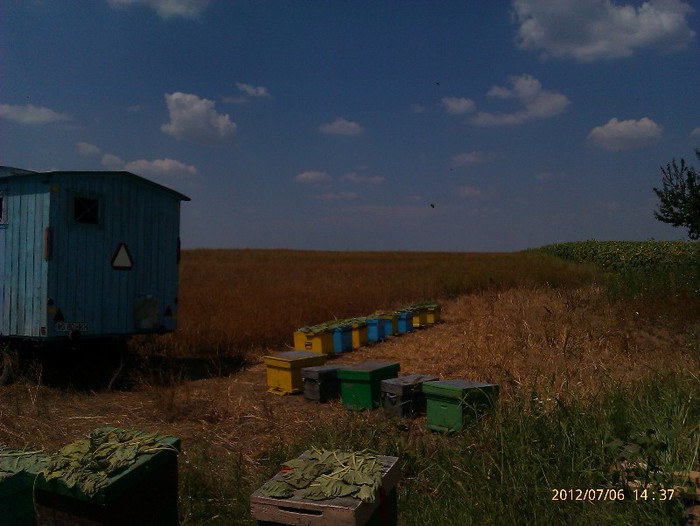 IMAG2078 - Floarea soarelui la Solacolu 2012