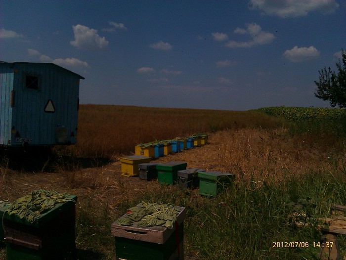IMAG2079 - Floarea soarelui la Solacolu 2012