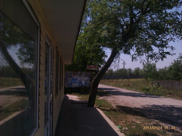 IMAG2107 - Floarea soarelui la Solacolu 2012