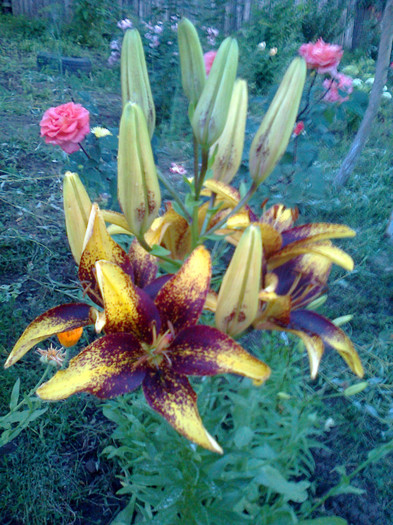 Fotografie0146 - CRINI