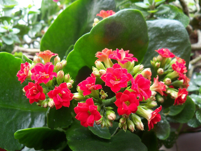 kalanchoe blossfeldiana - ALTE PLANTE