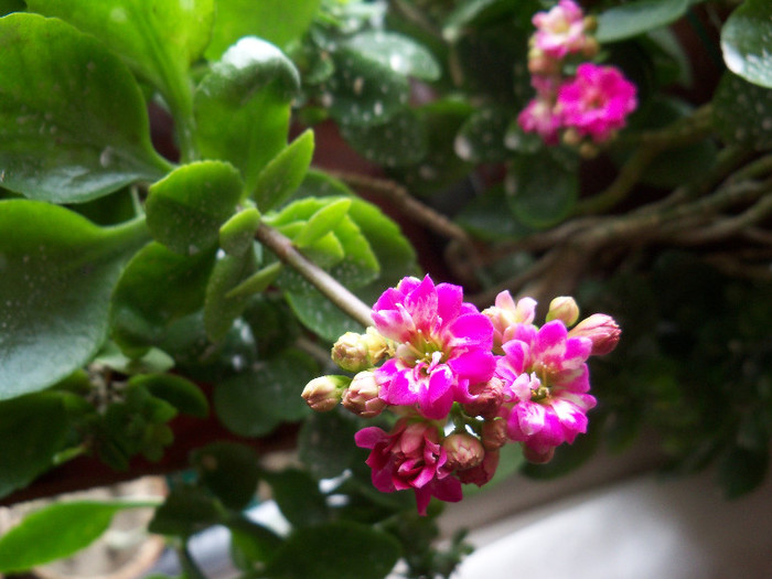 kalanchoe blossfeldiana - ALTE PLANTE