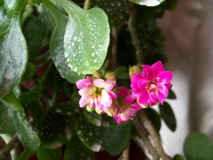 kalanchoe blossfeldiana - ALTE PLANTE