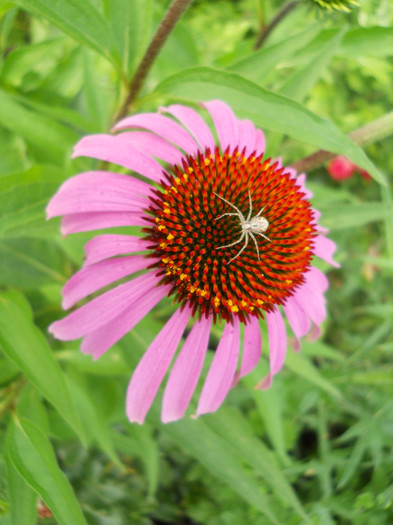 Echinacea