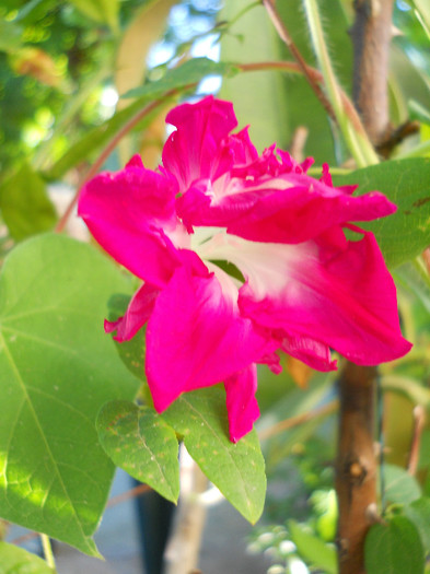 Ipomea