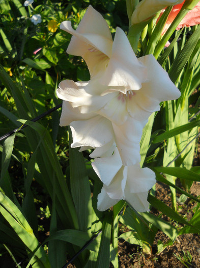 Gladiole