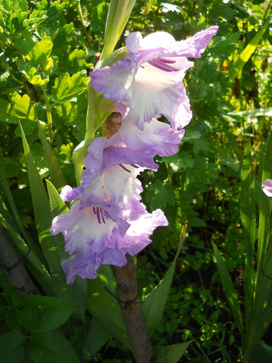 Gladiole