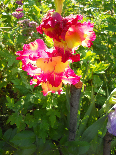 Gladiole