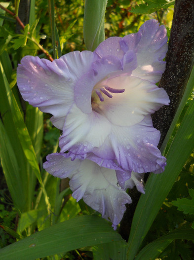 Gladiole