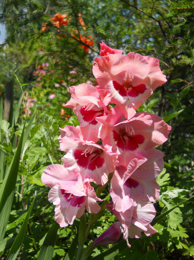 Gladiole