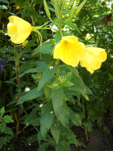 Oenothera Glazioviana