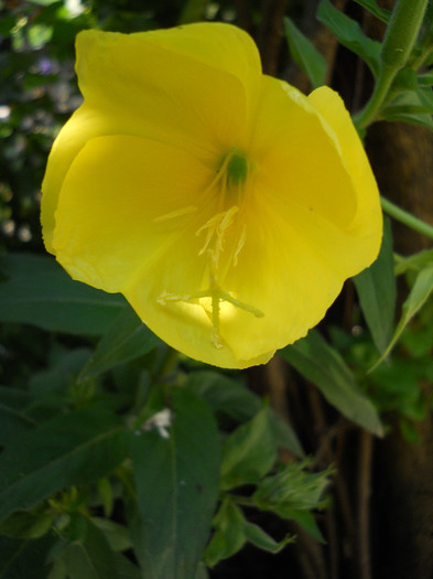Oenothera Glazioviana