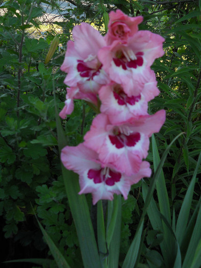 Gladiole