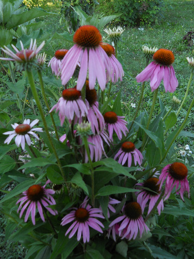 Echinacea