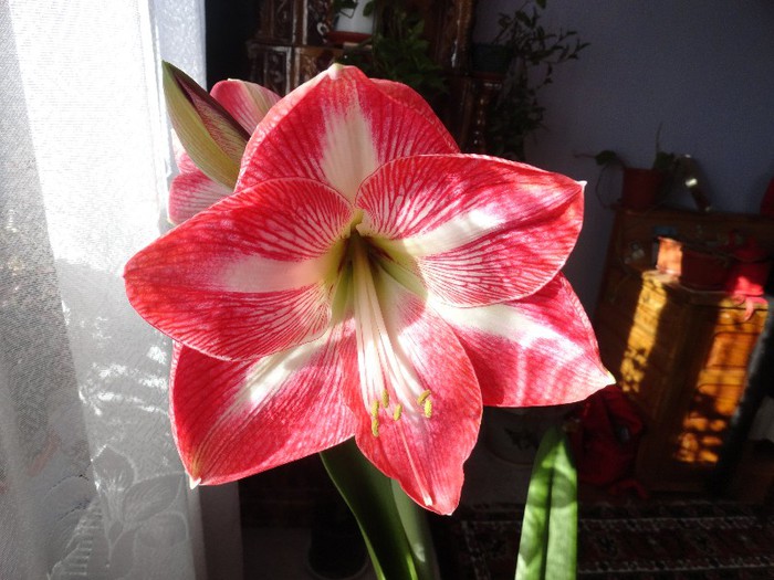 DSC05188 - amaryllis 2013