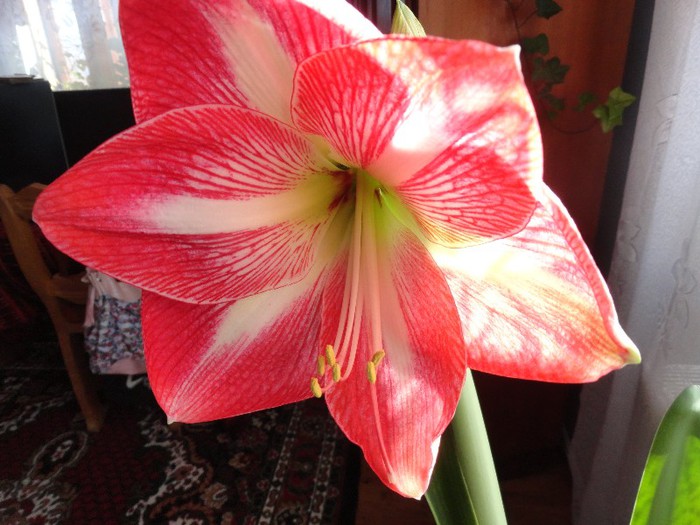 DSC05191 - amaryllis 2013