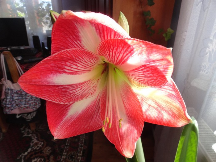 DSC05192 - amaryllis 2013