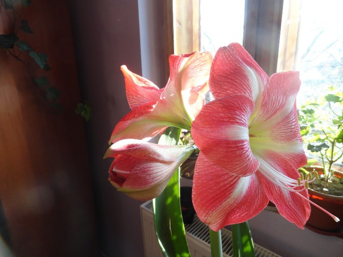 DSC05194 - amaryllis 2013