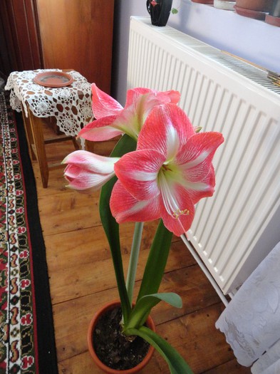 DSC05197 - amaryllis 2013