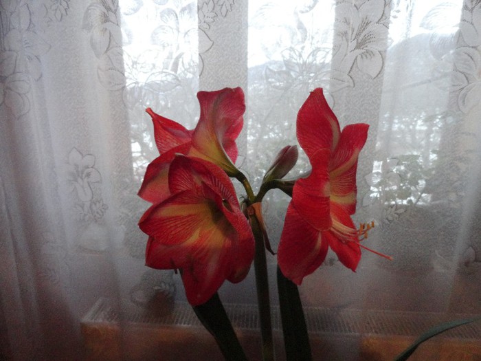 DSC05199 - amaryllis 2013