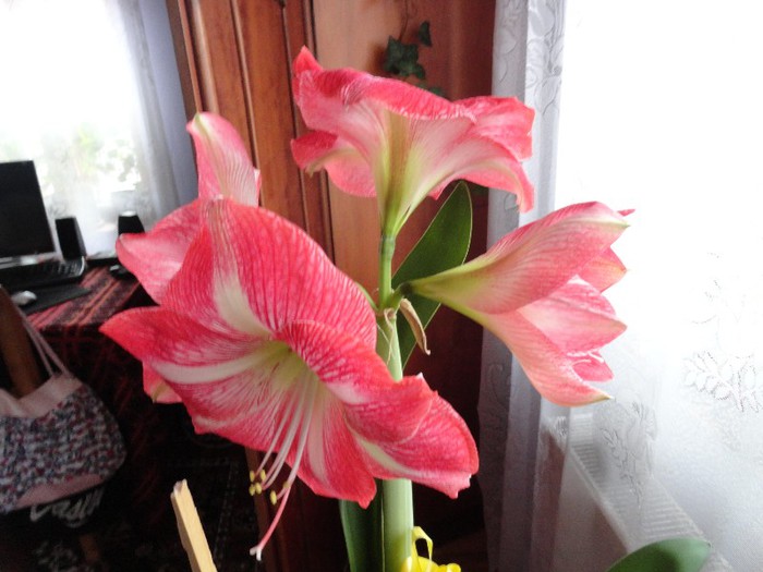 DSC05200 - amaryllis 2013