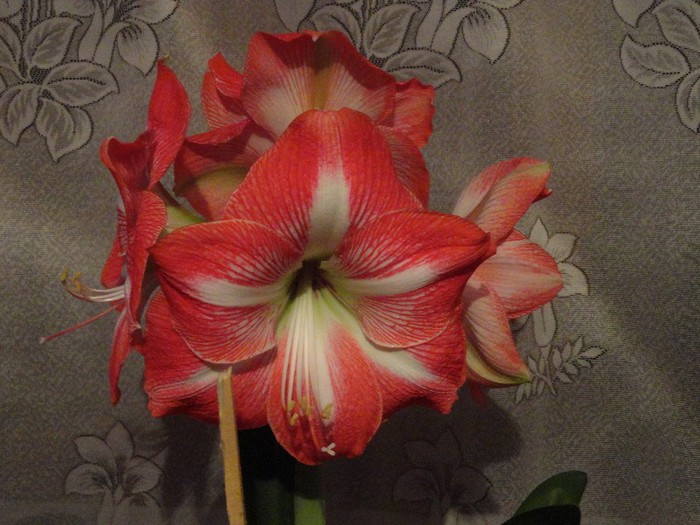 DSC05203 - amaryllis 2013