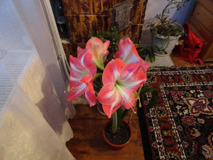 DSC05212 - amaryllis 2013