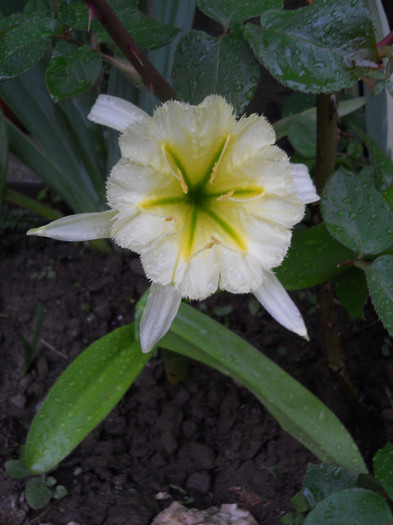 DSCN0996