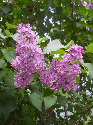 DSCN1020