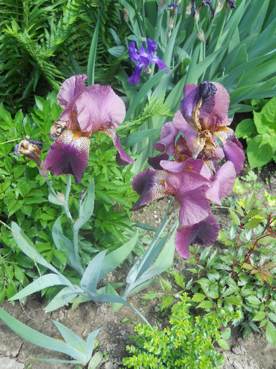 Iris