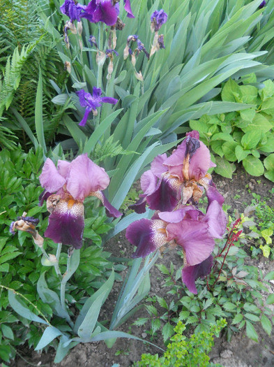 Iris